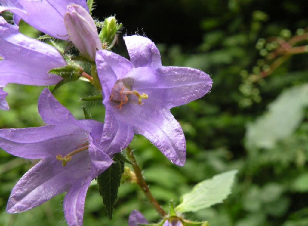Campanula trachelium o latifofolia? Campanula trachelium